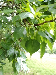 Populus