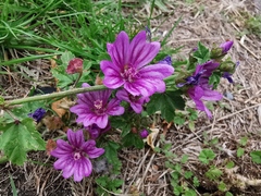 Malva sylvestris sylvestris