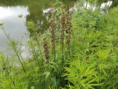 Epipactis helleborine