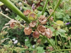 Malva sylvestris sylvestris