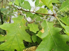 Quercus rubra