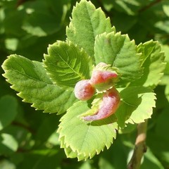 Dasineura salicifoliae