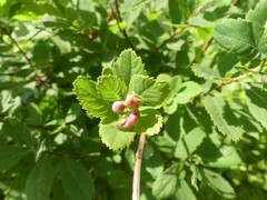 Dasineura salicifoliae