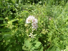 Dasineura salicifoliae
