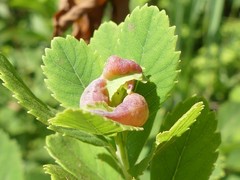 Dasineura salicifoliae