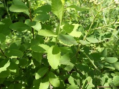 Dasineura salicifoliae