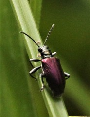 Lema chalcoptera