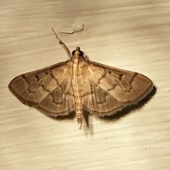 Herpetogramma theseusalis