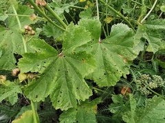Malva sylvestris sylvestris