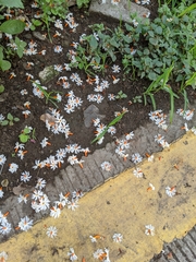 Nyctanthes arbor-tristis