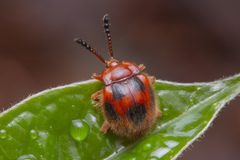Stenotarsus pardalis