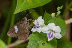 Notocrypta paralysos varians