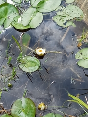 Nymphaea candida