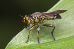 Laphriini
