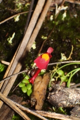 Utricularia menziesii