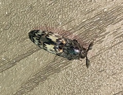 Pherhimius fascicularis