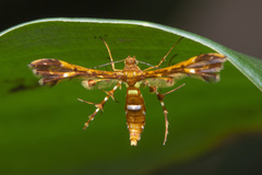 Deuterocopus