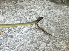 Achalinus formosanus formosanus