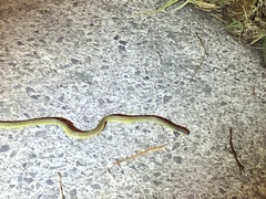 Achalinus formosanus formosanus