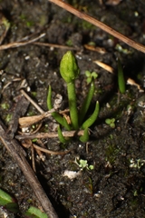 Phylloglossum drummondii