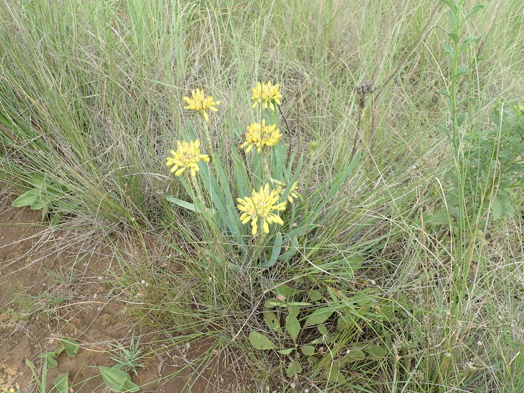 Aloe kraussii; photograph author not stated, no rights reserved