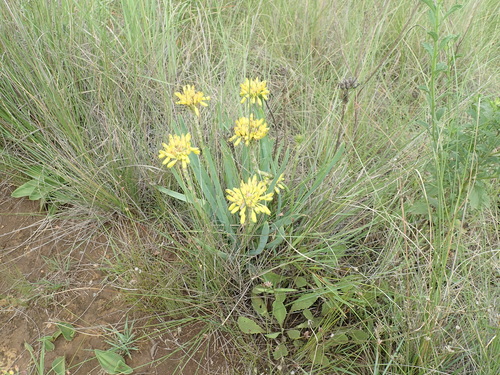 Aloe kraussii