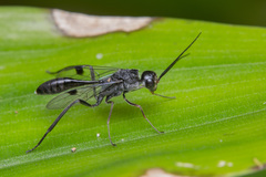 Aulacidae