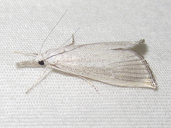Haimbachia diminutalis