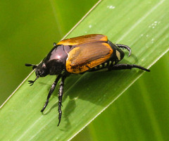 Popillia bipunctata
