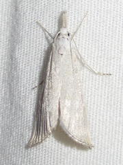 Haimbachia diminutalis