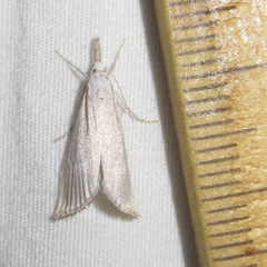 Haimbachia diminutalis