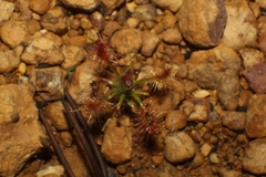 Drosera gibsonii