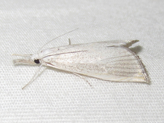 Haimbachia diminutalis