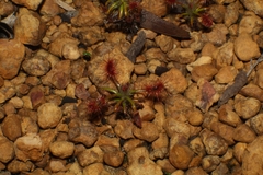 Drosera gibsonii