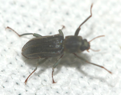 Stenelmis canaliculata