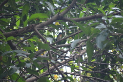 Cyornis rubeculoides