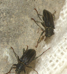 Stenelmis canaliculata