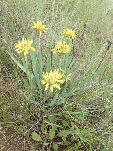 Image of Aloe kraussii by no rights reserved