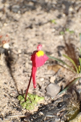 Utricularia menziesii