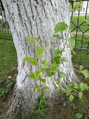 Populus × berolinensis