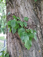 Populus × berolinensis