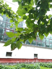 Populus × berolinensis