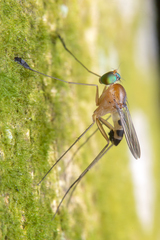 Neurigona squamifera