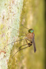 Neurigona squamifera