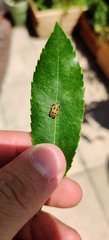 Harmonia axyridis