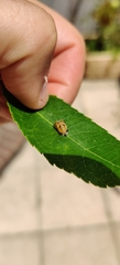 Harmonia axyridis
