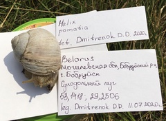 Helix pomatia