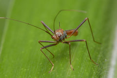 Phaenacantha