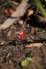 Utricularia menziesii