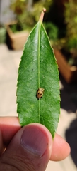 Harmonia axyridis